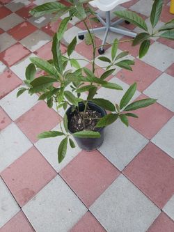 Hass Avocado 