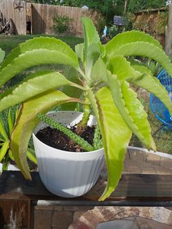 Kalanchoe