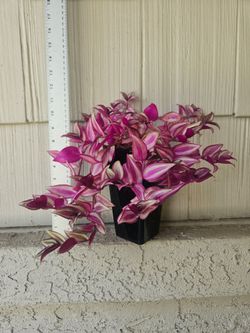 Tradescantia Silver Plus/Violet Hill Plant
