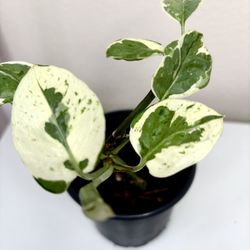 Variegated Pothos $7