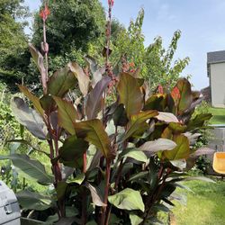 Black Knight Canna Lily Bulbs 