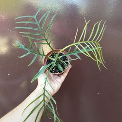4” Philodendron Tortum