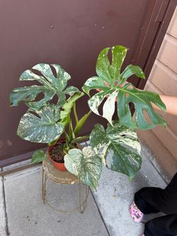 6” monstera white monster