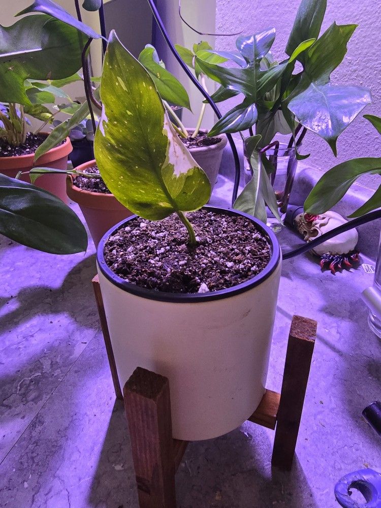 Rooted Philodendron White Princess Plant