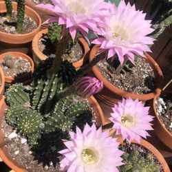 Single Head Cutting Cactus Lavander Flower Color