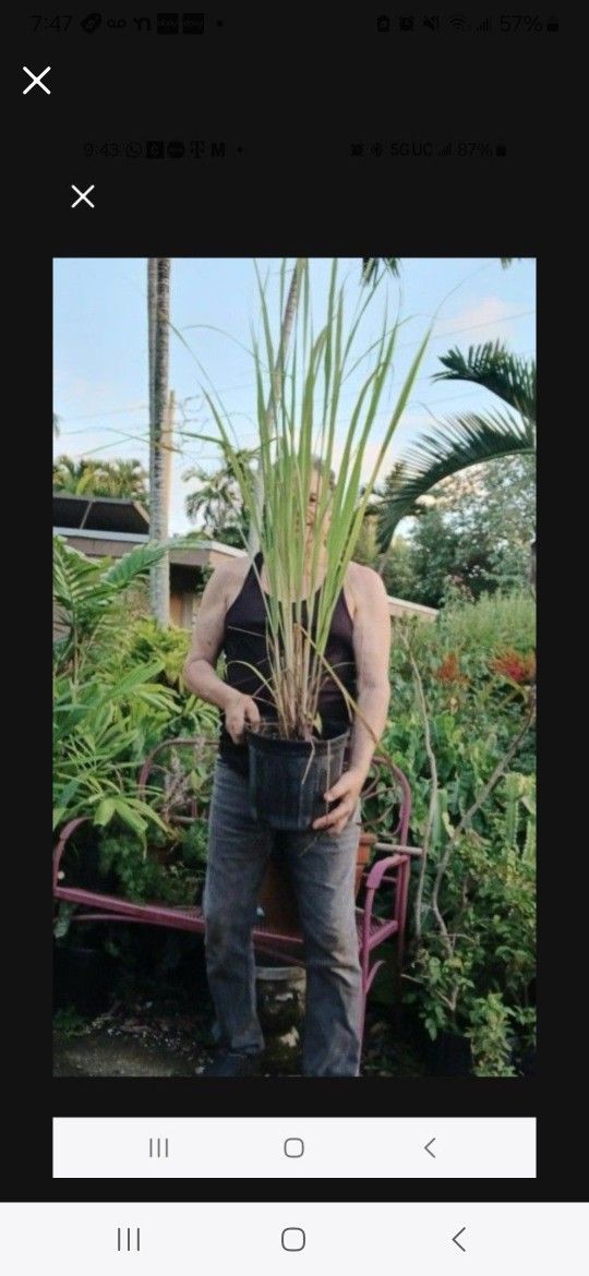 Lemongrass Citronnel Herb Potted Plant