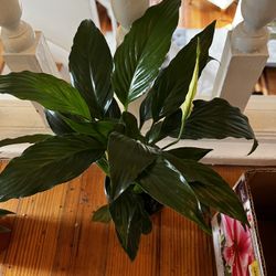 Peace Lily Plants!! $12 Each 