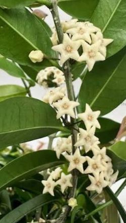Rooted Hoya Medusa (  first pic is example of the flower) hard to find