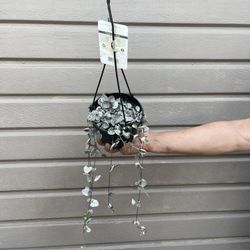 6” Variegated String Of Hearts Full And Trailing