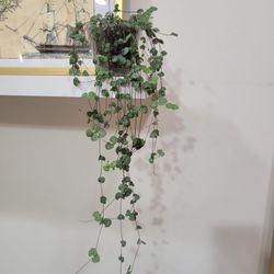 String Of Hearts Houseplant