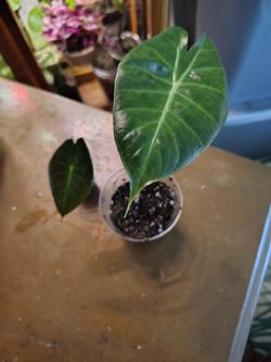 2 Alocasia pink dragon and corm