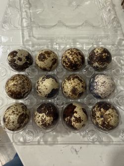 Quail EGGS