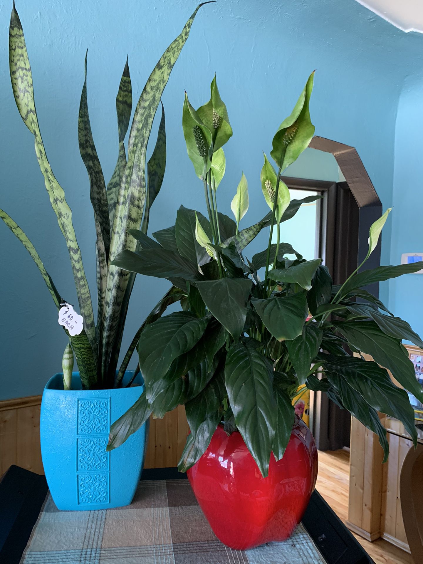 Snake plant and peace lily plant
