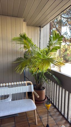 Medium Mature Palm Tree