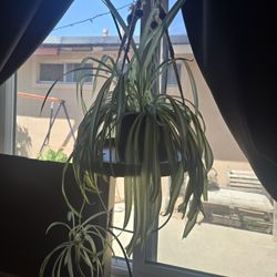 Plant 