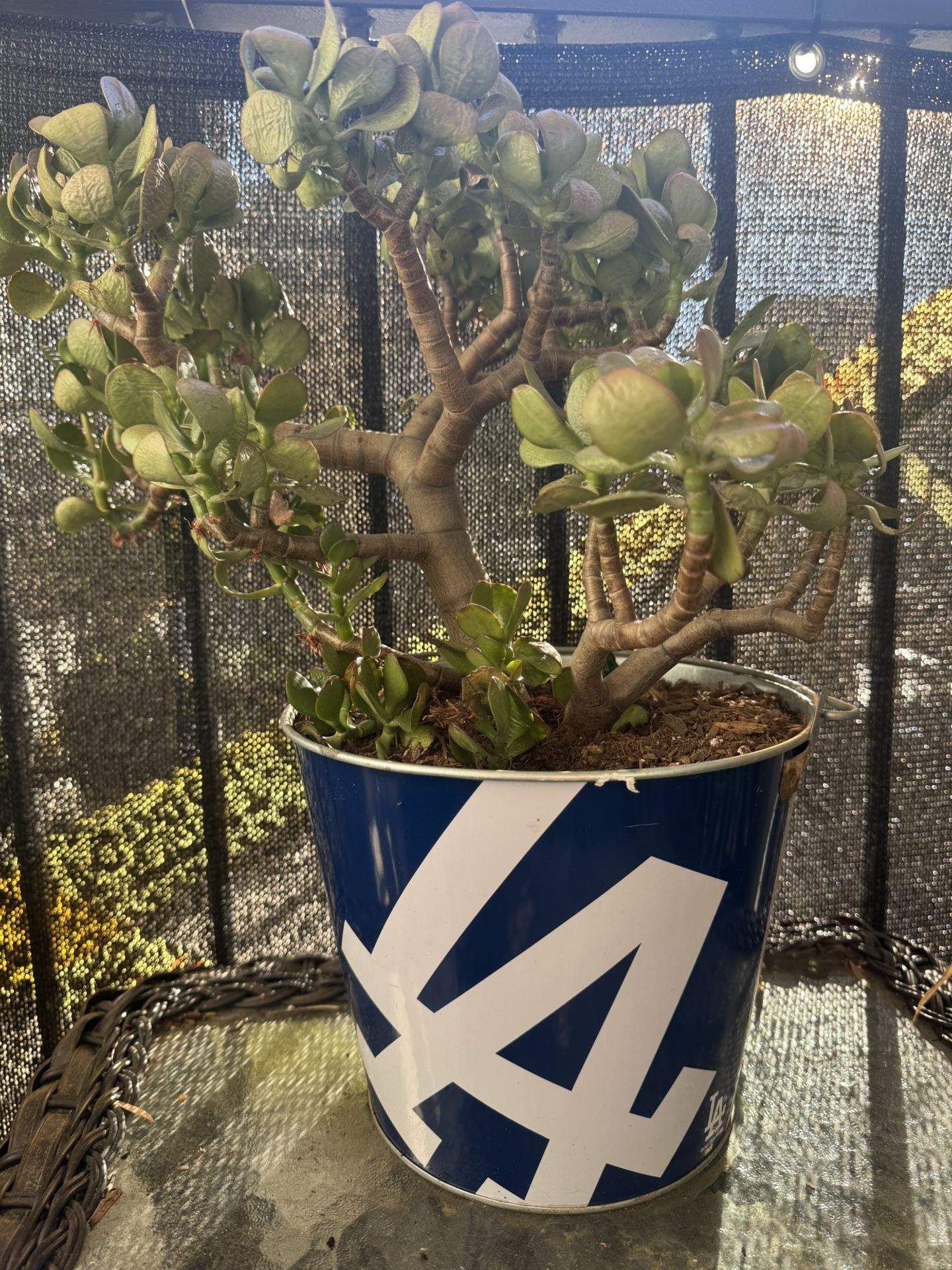 Dodgers Succulent