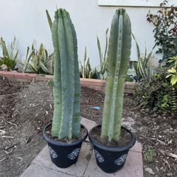 Beautiful Cactus 25$ Each
