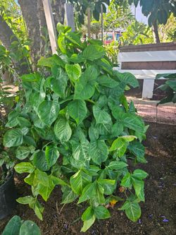 Plants