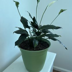 Peace Lily Plant