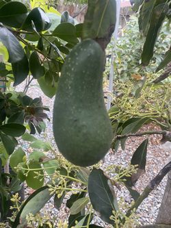 Fruit Trees