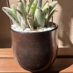 Kalanchoe panda Plant