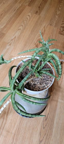 Rare Sansevieria ballyi trailing plant