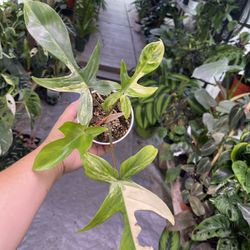 4” Philodendron Florida Beauty