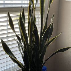 “Huge” Sansevieria Snake Plant - $50 OBO