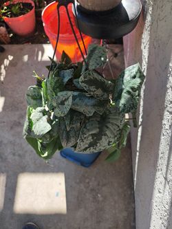 Pothos
