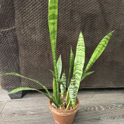 Snake Plant 