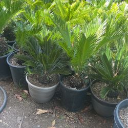 Sago Palm $28 each 5 Gallon Only
