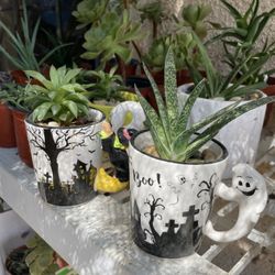 Succulents Plant’s 🌵