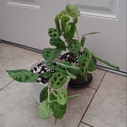Prayer house plants$12-$14 Each pot