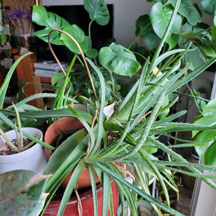 Well Loved House Plants... Priced Per Plant $40