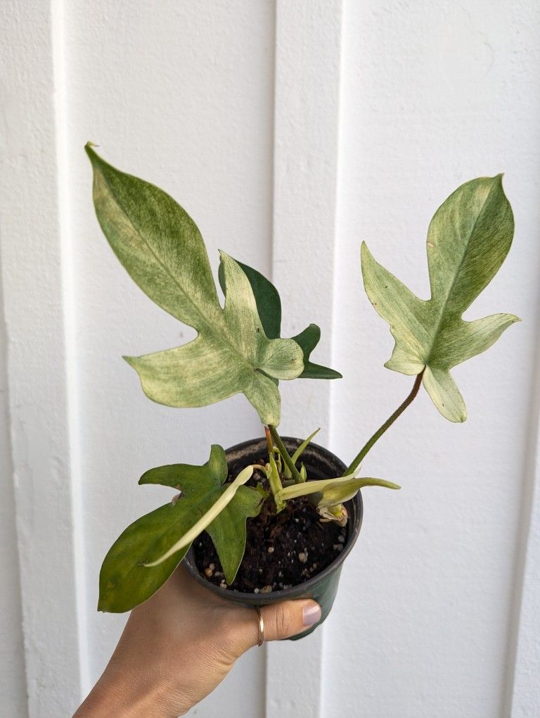 Philodendron Florida Ghost Plant 4" Pot - Indoor House Plants