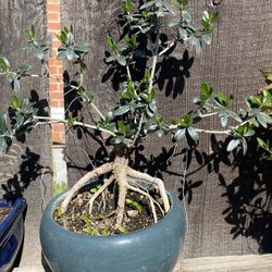 Olive Tree Russ, Exposing $65