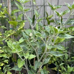 Matas De Chile De Árbol Abanero Piquin Serrano Escorpion Amarillo 