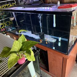 180g fish tank Aquarium