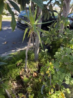 Green Plant Tree Tall