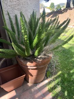 Large Foxtail Fern In Huge Heavy Pot 