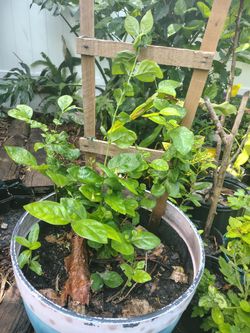 Arabian Jasmine plant