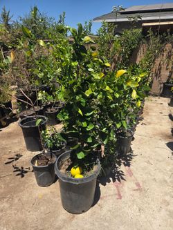 Orange tree