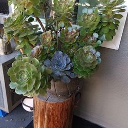 Beautiful Succulents For Sale-See Description
