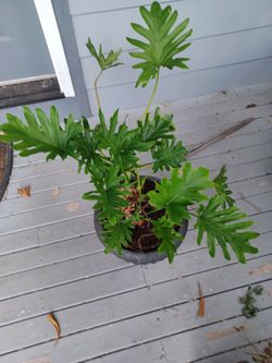 Philodendron plant