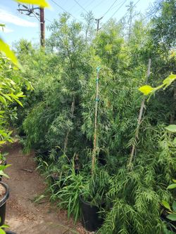 Podocarpus