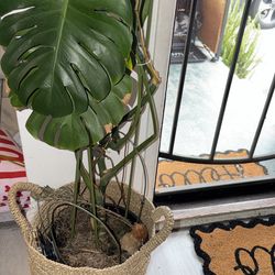Indoor plant for sale