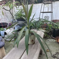 Potted Organic Palm Trees and Dracaena Lisa (Corn Plants)