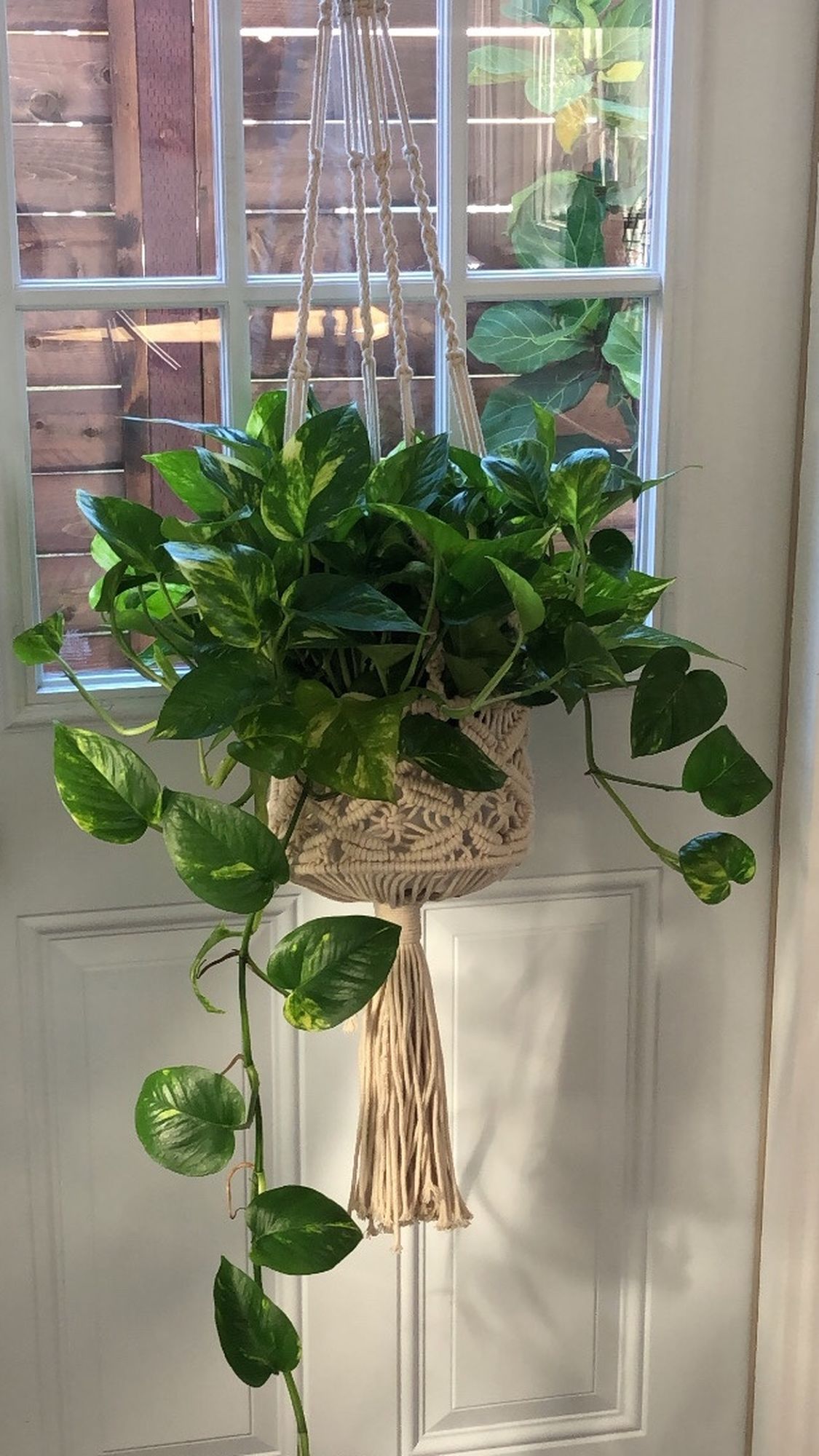 Large Pothos Plant In Macrame Hanging Pot Holder