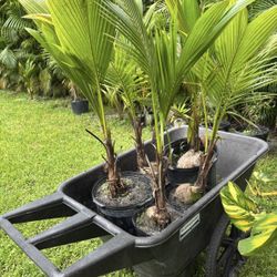 Coconut Palm Trees $80 For All 5 Plants