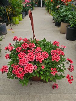 Verbena Beautiful And Healthy HANGING BASKETS PLANTS ARRIVED. $14 each